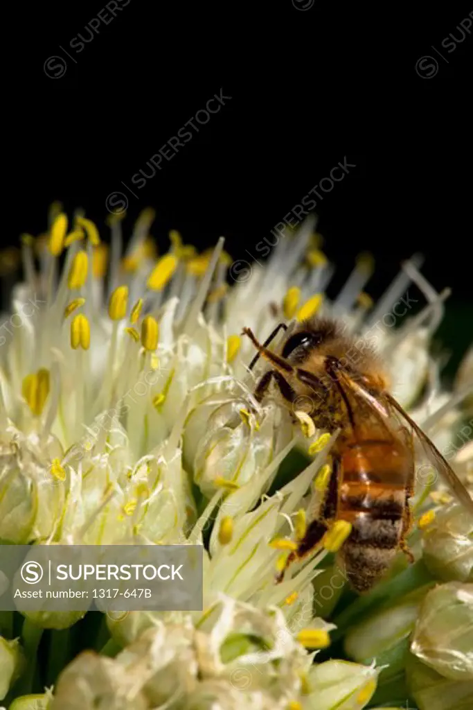 Worker bee pollinating flowers