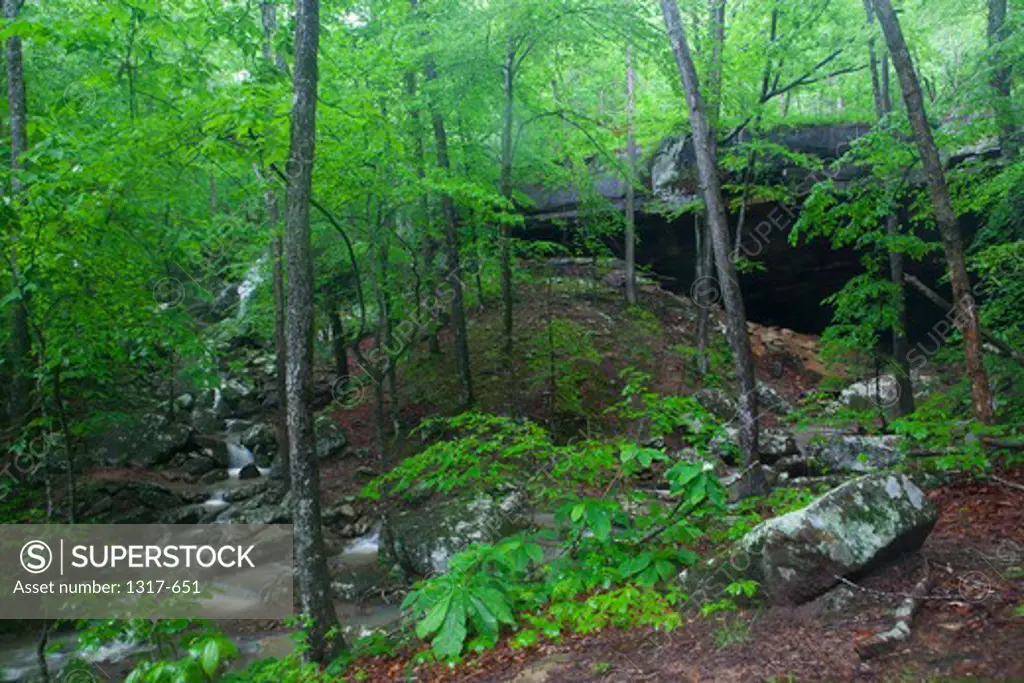 River flowing through a forest, Glory Hole Falls, Ozark Mountains, Ozark National Forest, Arkansas, USA