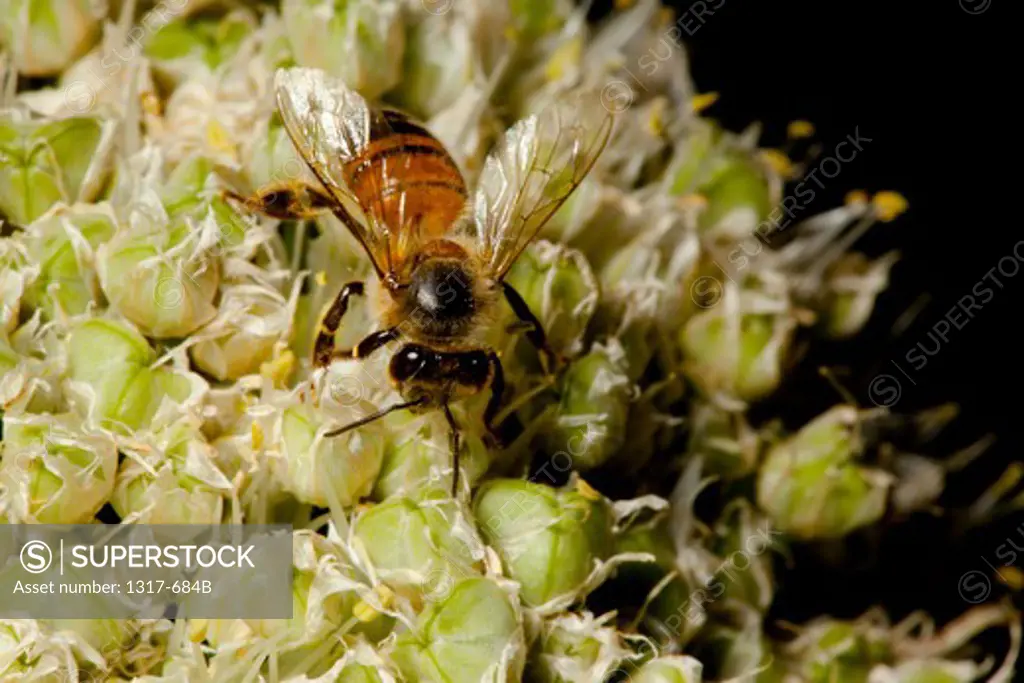 Worker Bee pollinating a flower