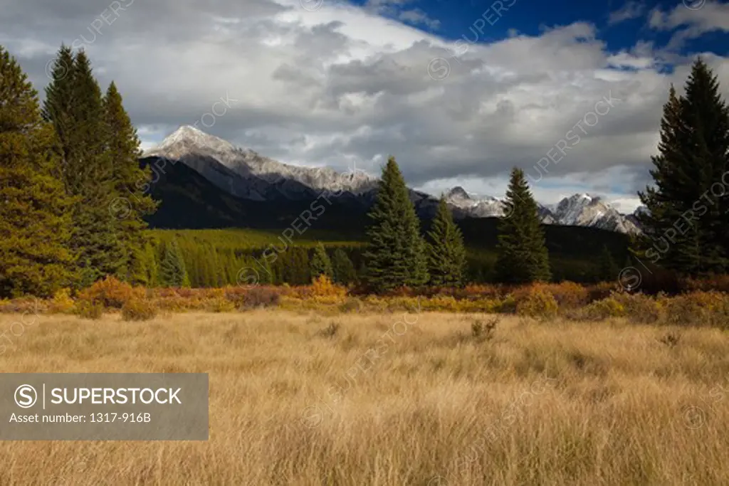 Field with a mountain range in the background, Banff National Park, Alberta, Canada
