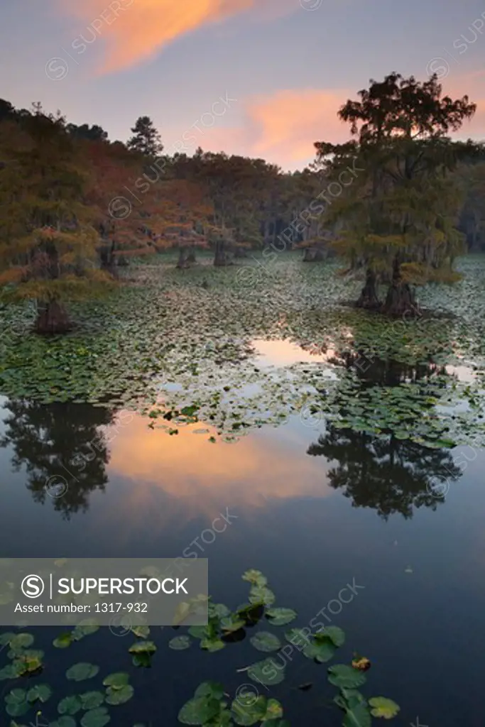 Bald cypress trees with Spanish moss in a swamp, Cypress Swamp, Caddo Lake, Texas-Louisiana, USA