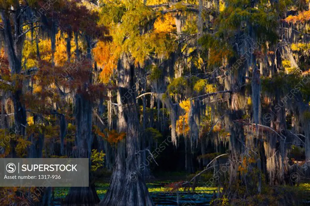 Bald cypress trees in a swamp, Cypress Swamp, Caddo Lake, Texas-Louisiana, USA