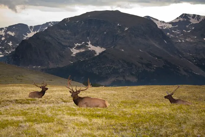 USA, Colorado, Rocky Mountain National Park, Herd of elk