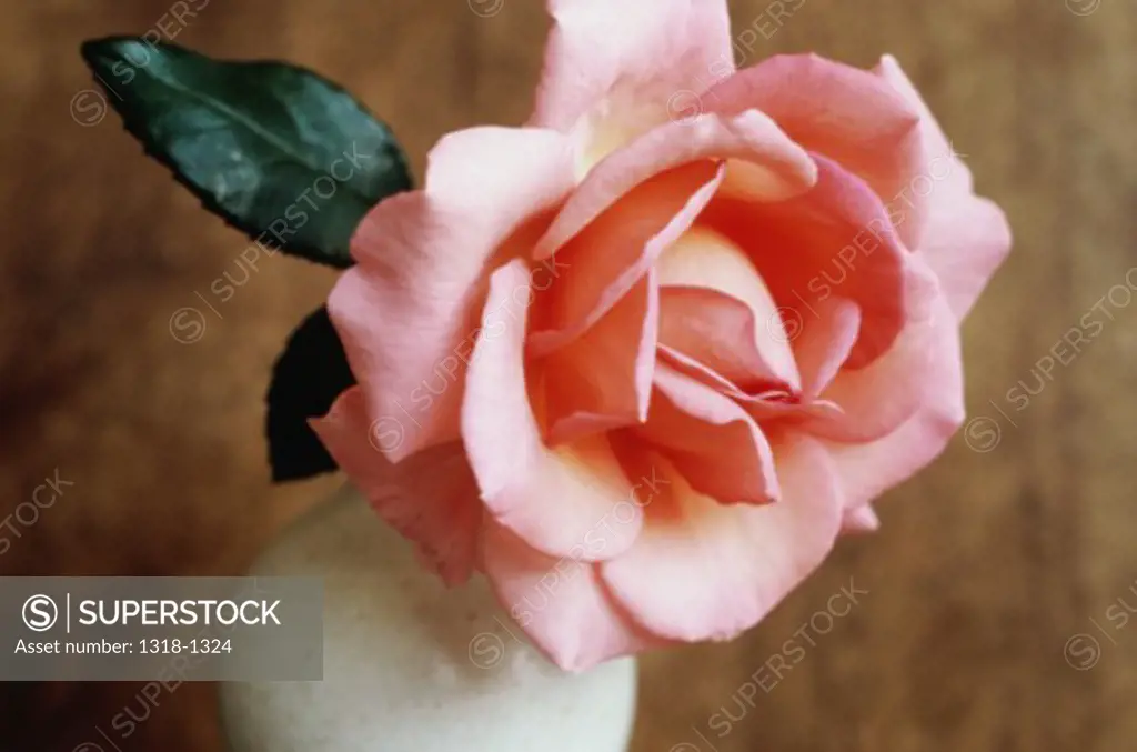 Close-up of a rose in a vase