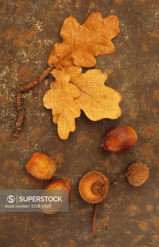 Close-up of a twig with three brown autumn leaves of English oak tree with three acorns on a rusty sheet