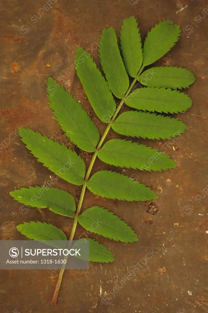 Fresh spring green leaf of Rowan lying on rusty metal sheet