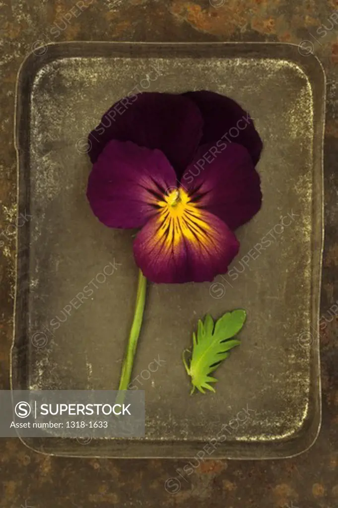 Single purple and yellow flower with one leaf of Pansy lying in tin lid on rusty metal sheet