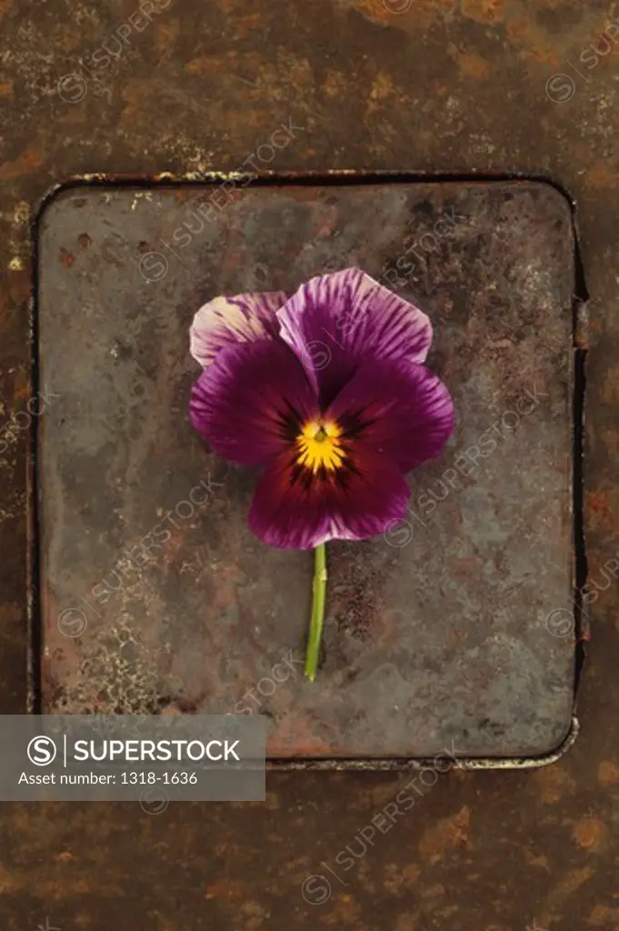Single purple flower of Pansy or Viola tricolor lying on burnt rusty tin lid on rusty metal sheet