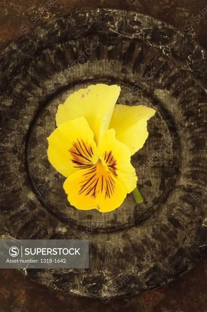 Single yellow flower with black markings of Pansy or Viola tricolor lying in small ornate tin dish on rusty metal sheet