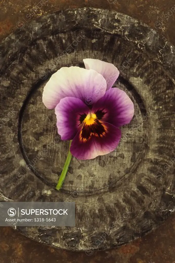Single purple and white flower of Pansy or Viola tricolor lying in small ornate tin dish on rusty metal sheet