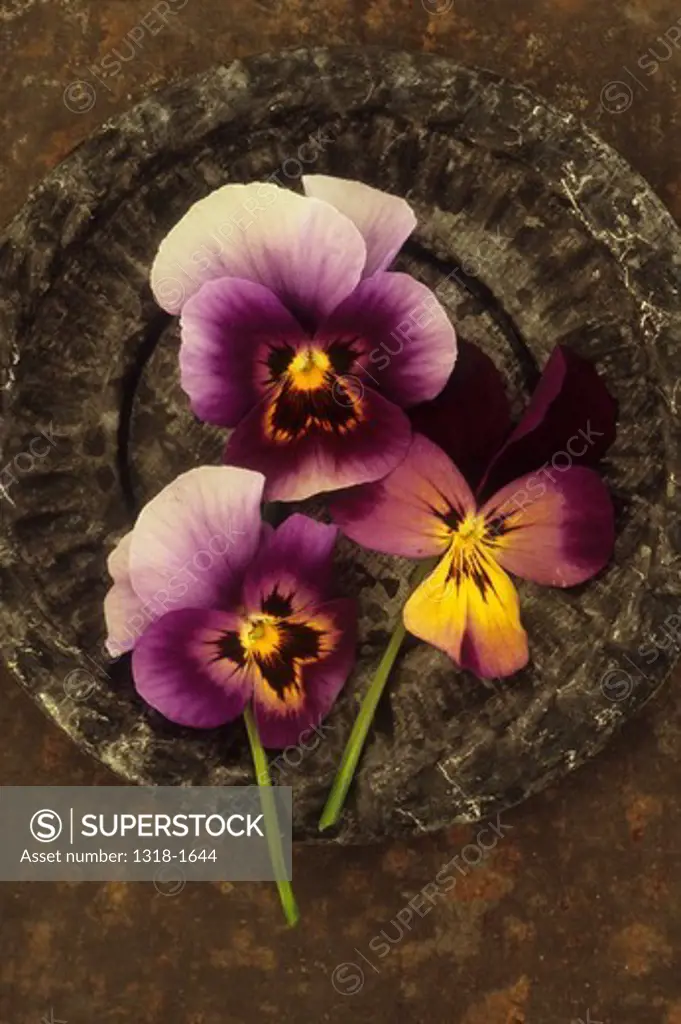 Three purple yellow and white flowers of Pansy or Viola tricolor lying in small ornate tin dish on rusty metal sheet