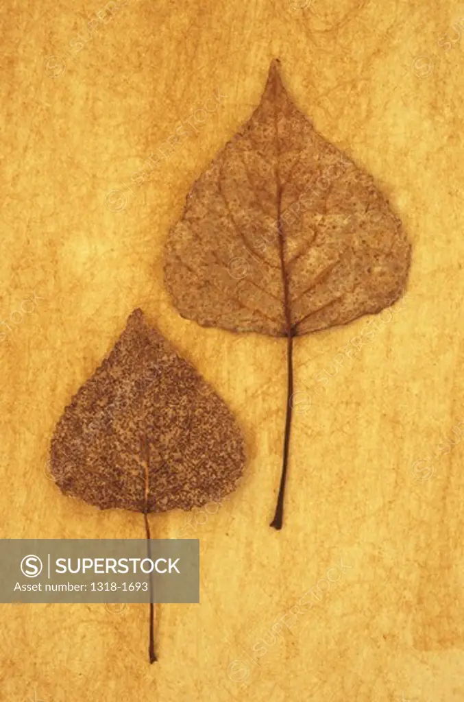 Close up of two mottled brown and white autumn leaves of Black poplar (Populus nigr) lying on rough background