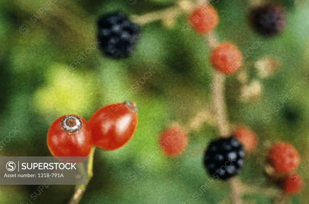 Rosehips and Blackberries