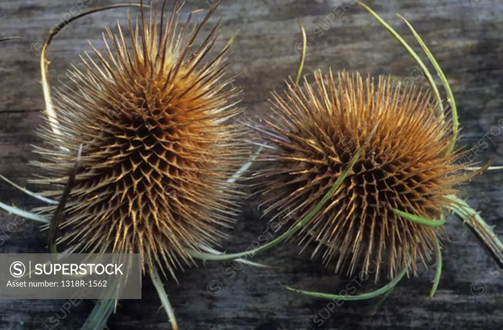 Close-up of two spiky dry heads of Fuller's teasels (Dipsacus fullonum), England