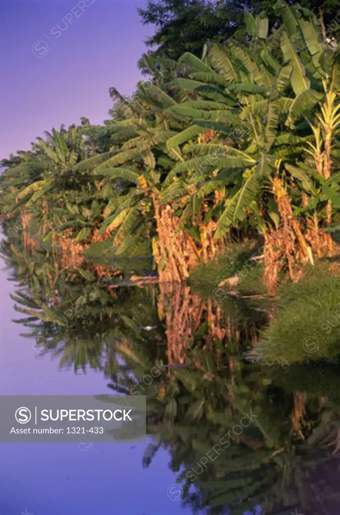 Reflection of banana trees in water, Canal de Marapendi, Rio de Janeiro, Brazil