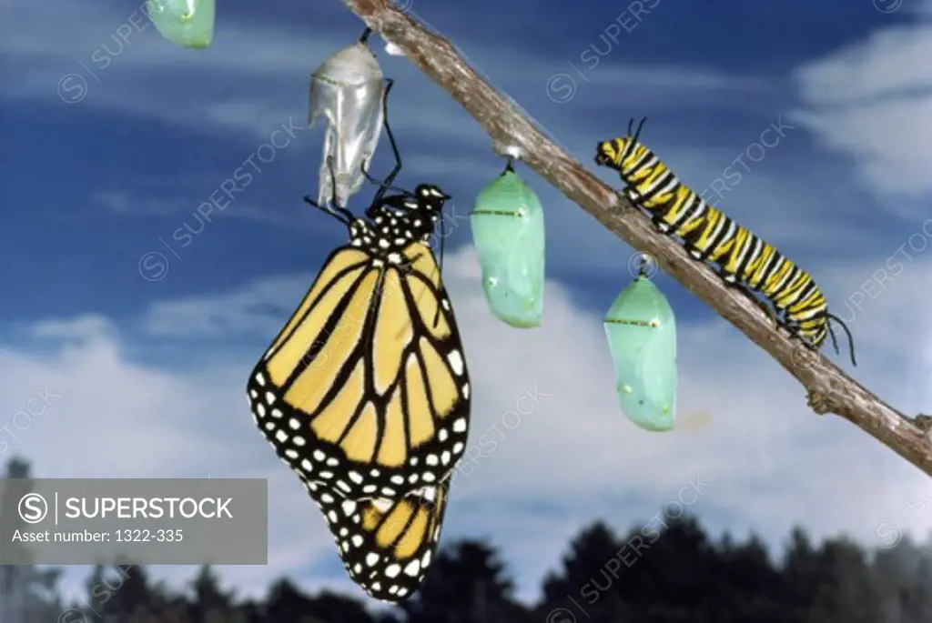 Monarch Butterflyand Monarch Caterpillar