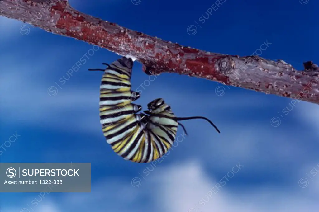 Close-up of the caterpillar of a Monarch Butterfly hanging on a branch (Danaus plexippus)