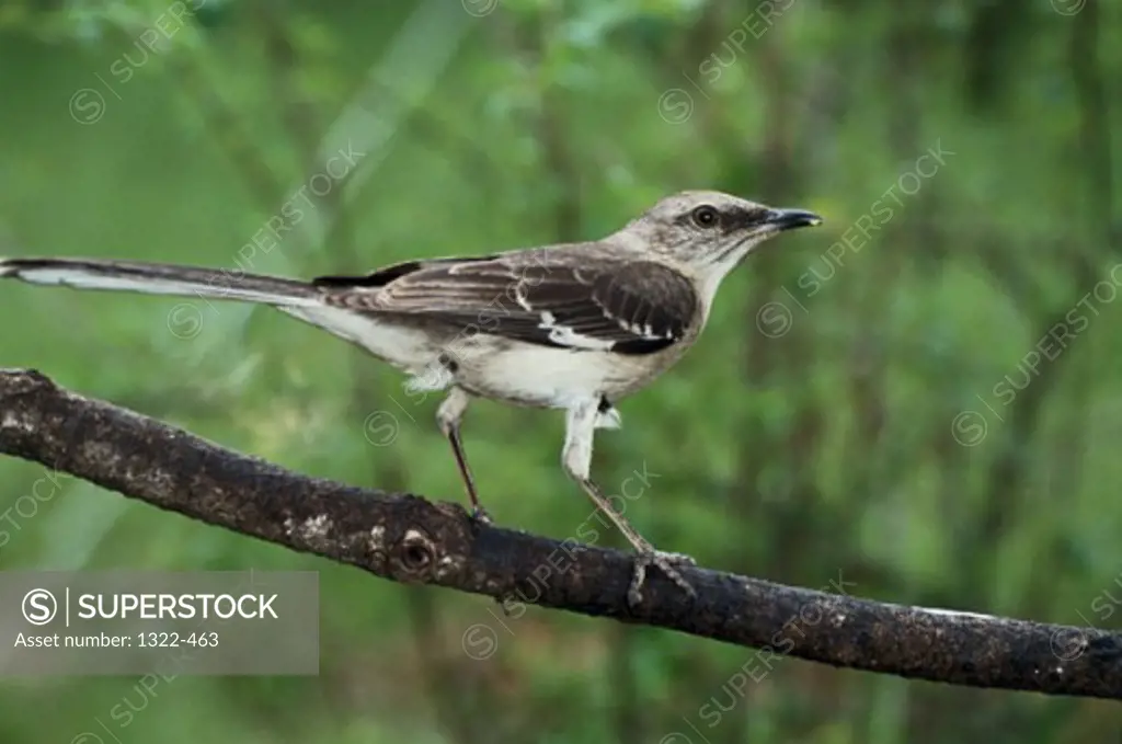 Northern Mockingbird perching on a branch (Mimus polyglottos)