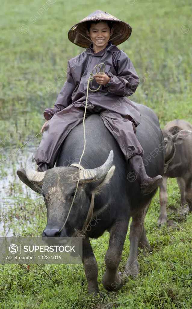 Boy riding a water buffalo (Bubalus bubalis) in the field, Vietnam
