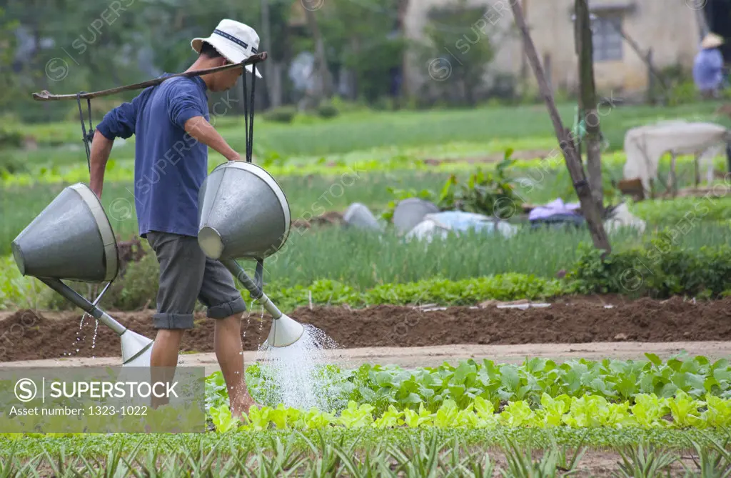 Farmer watering in the field, Vietnam