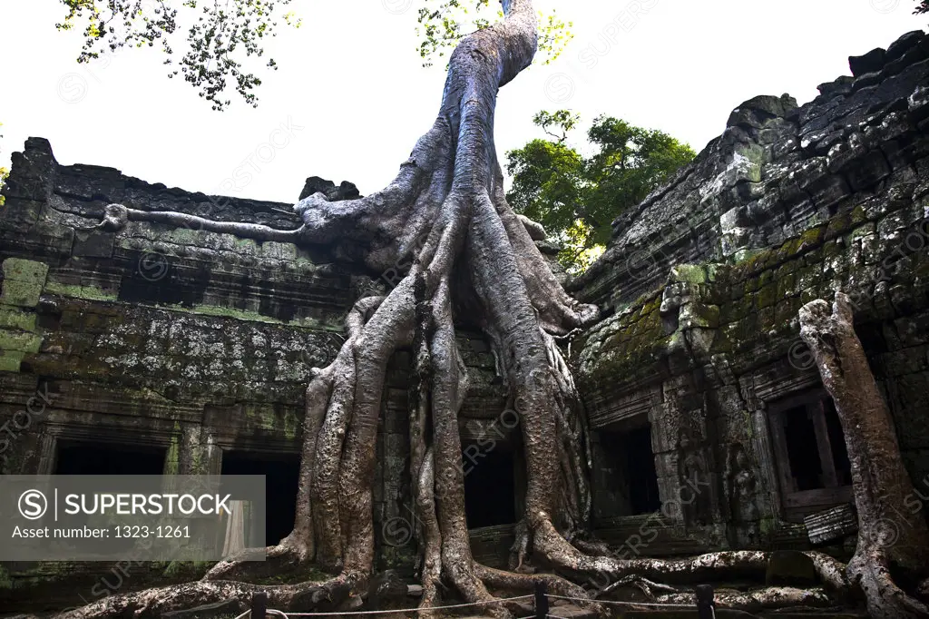 Tree in a temple, Beng Mealea, Angkor Wat, Angkor, Cambodia