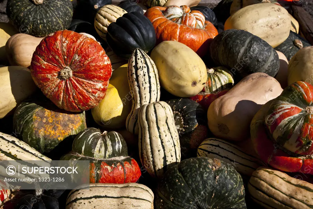 High angled view of gourds and squashes