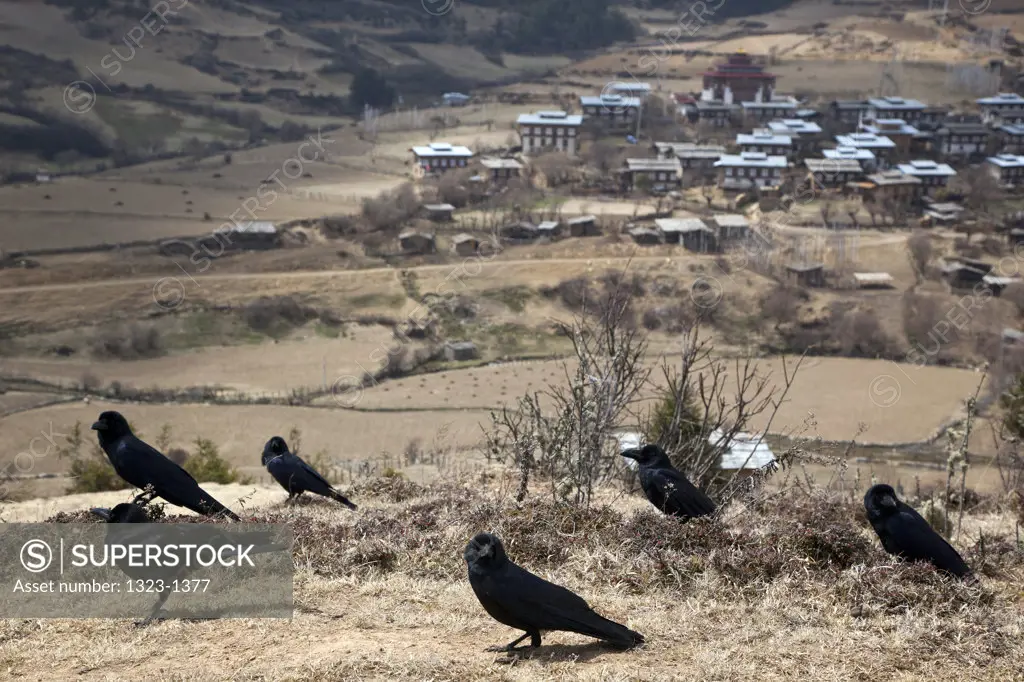 Ravens with village in the background, Ura, Ura Valley, Ura Gewog, Bumthang, Bhutan