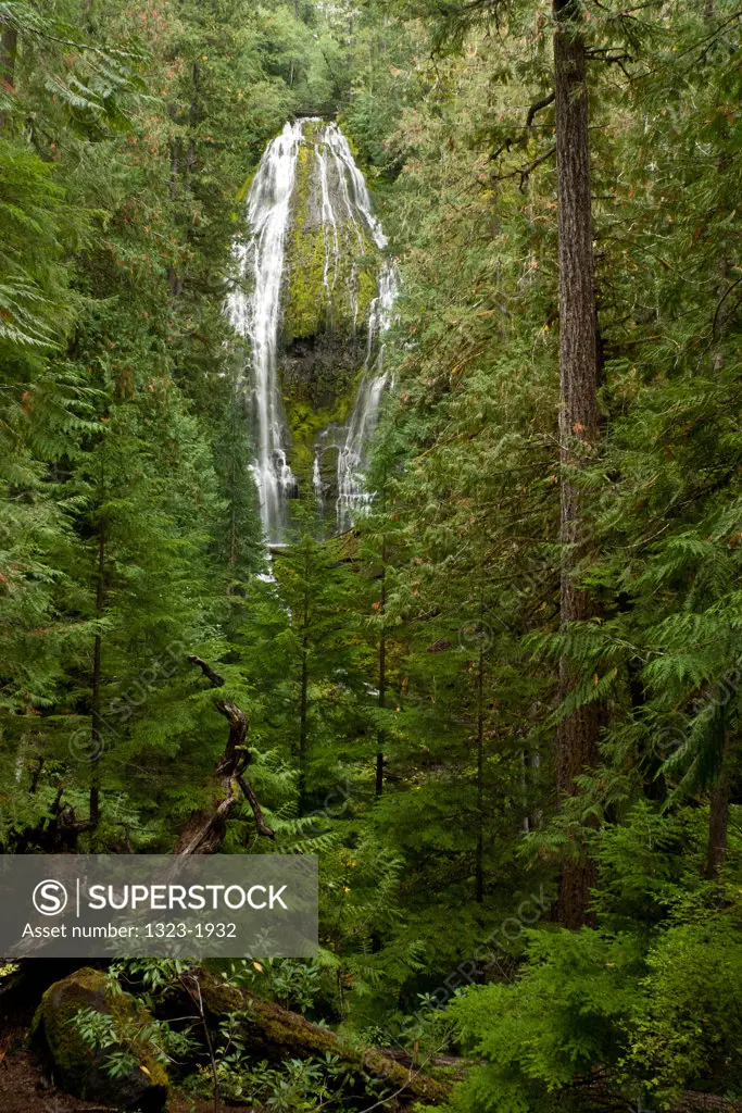 Waterfall in a forest, Proxy Falls, Cascades Range, Oregon, USA
