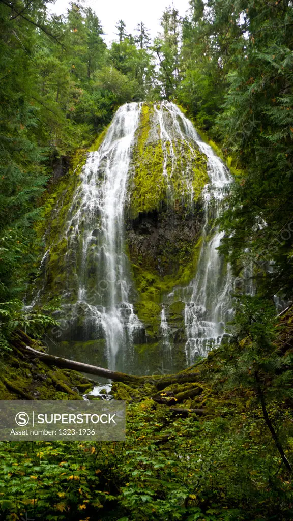 Waterfall in a forest, Proxy Falls, Cascades Range, Oregon, USA