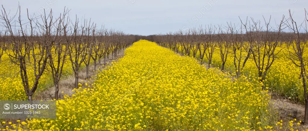 Mustard plants in an orchard, Sutter Buttes, California, USA