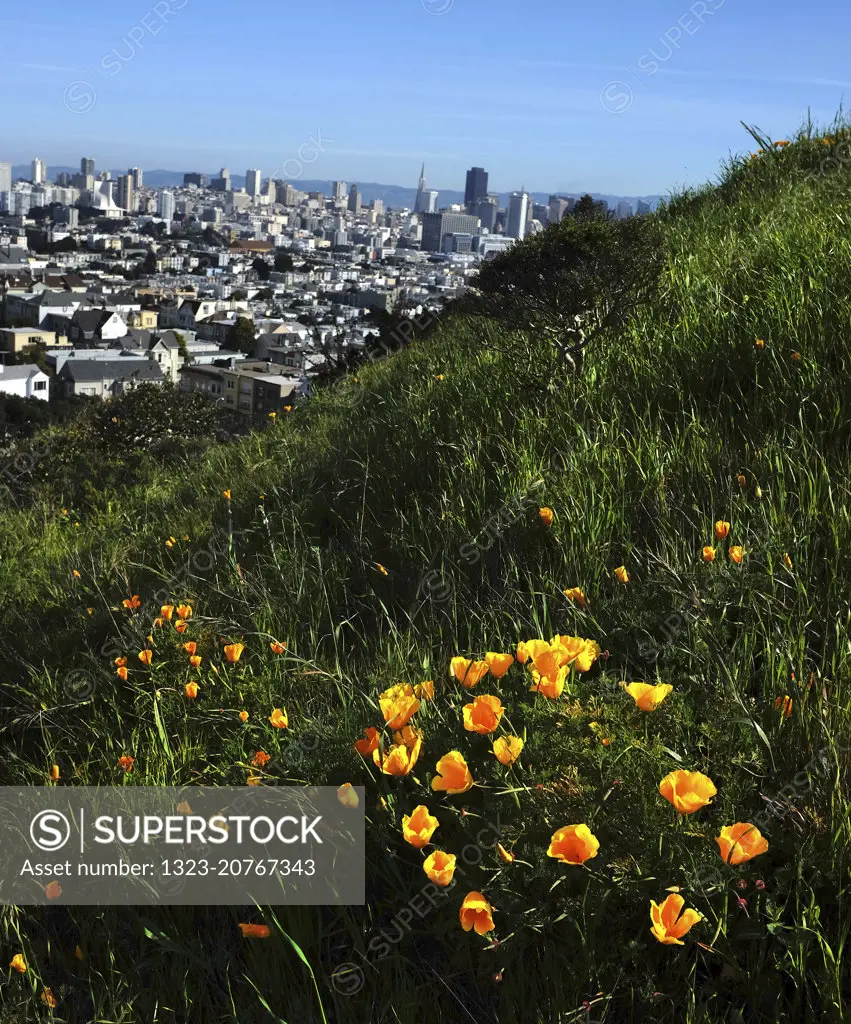 Poppies and downtown San Francisco