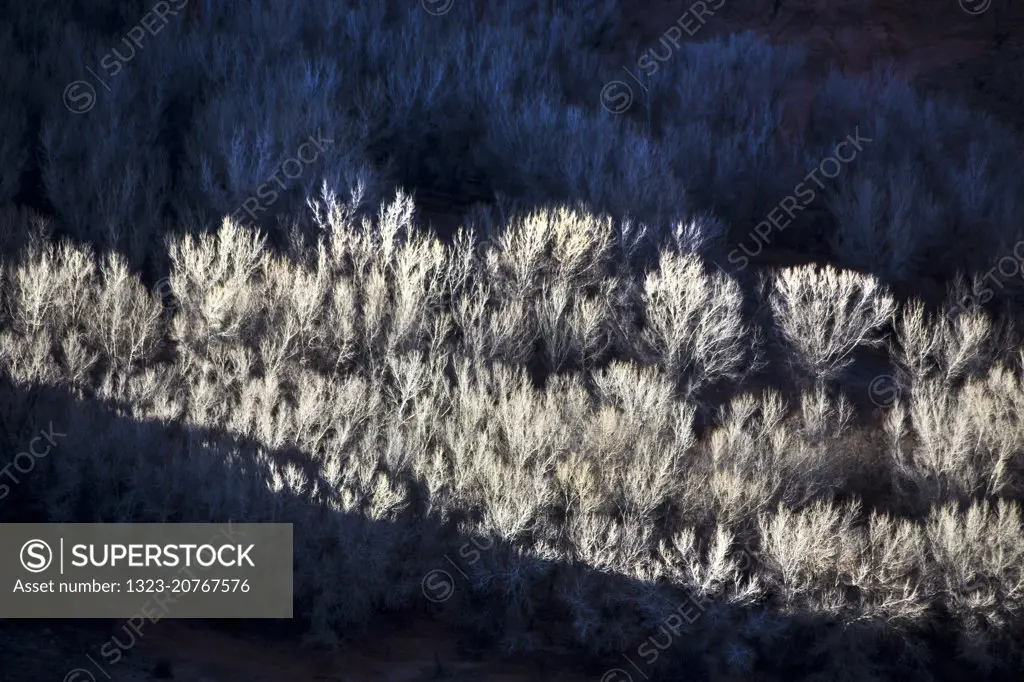 Winter Cottonwood Trees in Canyon de Chelley National Monument, Arizona