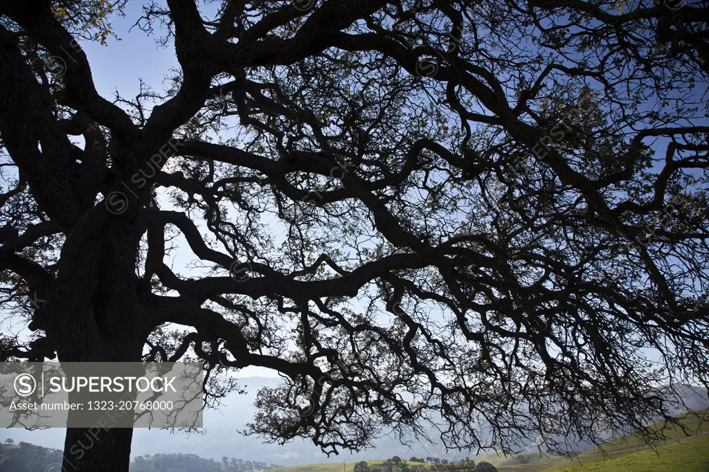 Oak Tree in the hills of California