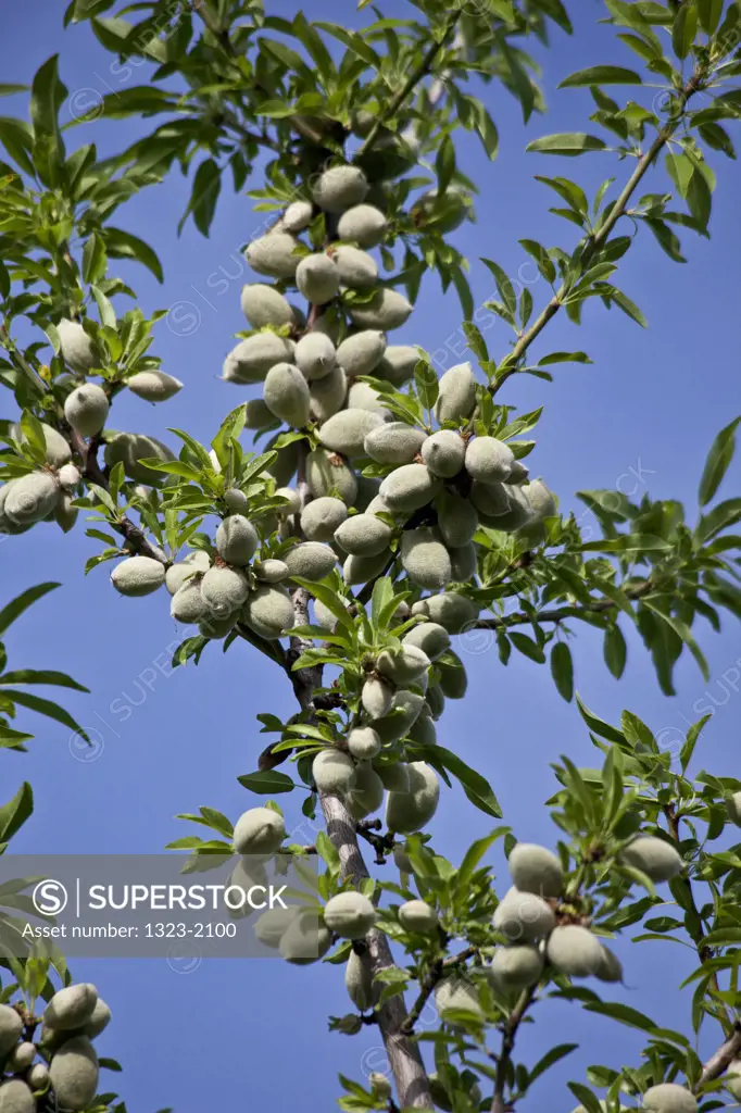 Almonds growing on tree, Chico, Butte County, California, USA