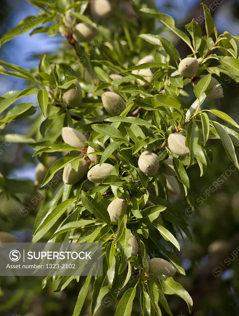 Almonds growing on tree, Chico, Butte County, California, USA