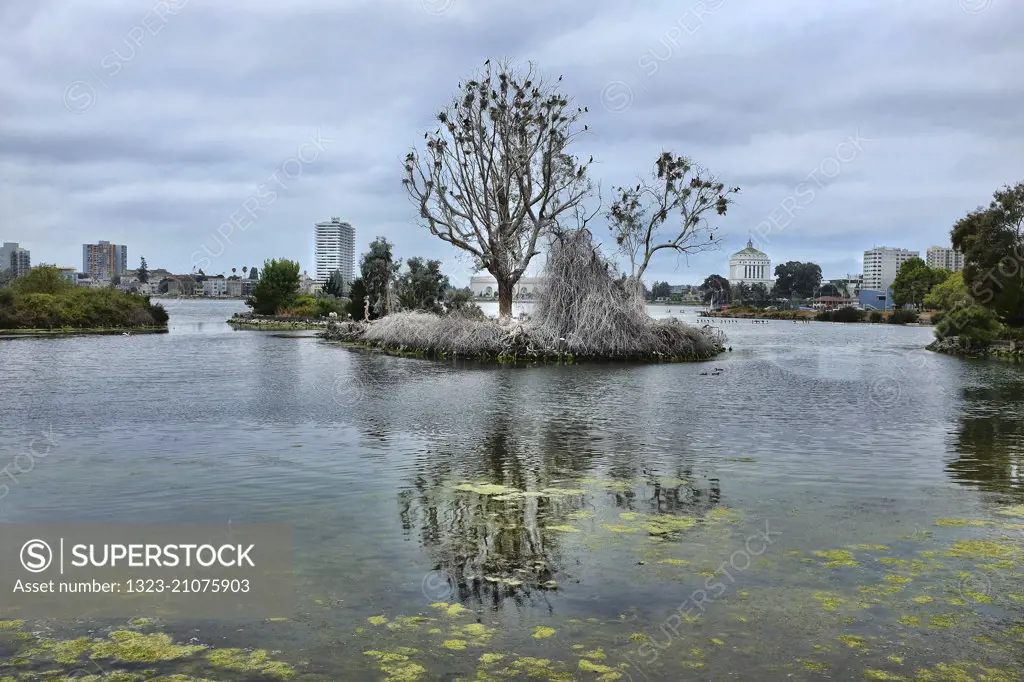Dead trees on an Island in Lake Merritt, Oakland