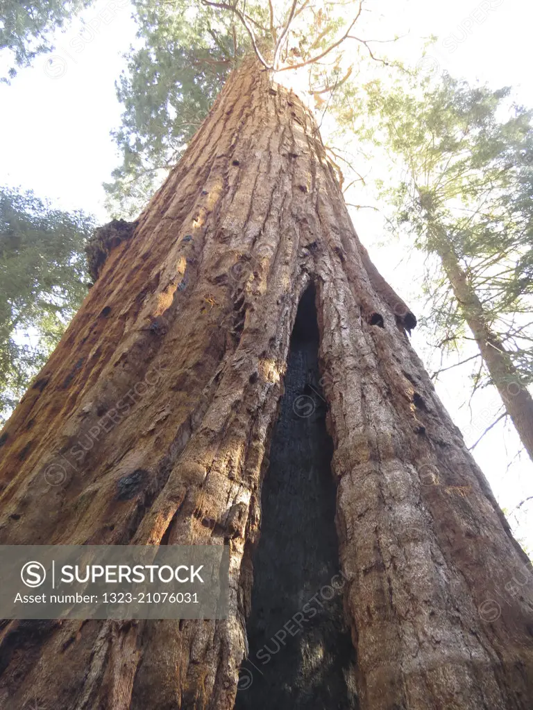 Looking up at a giant Sequoia Tree,California