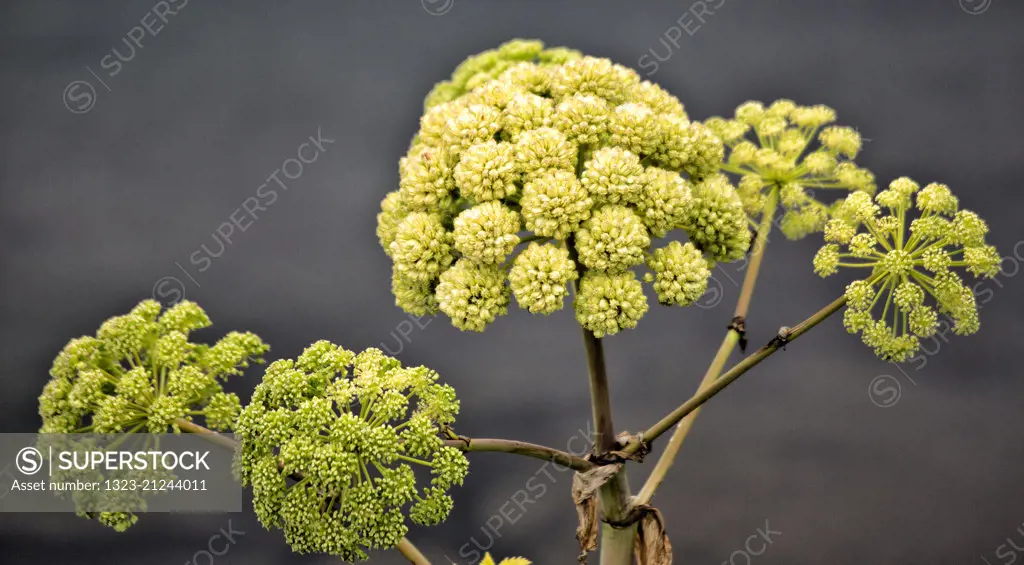 Views of Angelica Archangelica,Iceland
