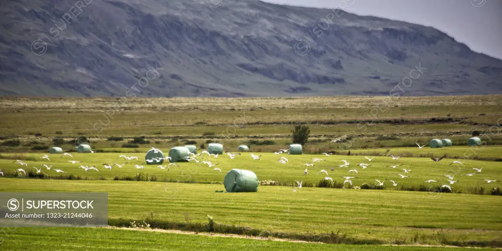Wrapped Hay Bales near Skalholt, Iceland