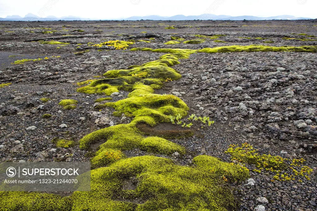 Icelandic Moss on LAva Fields in the Highlands