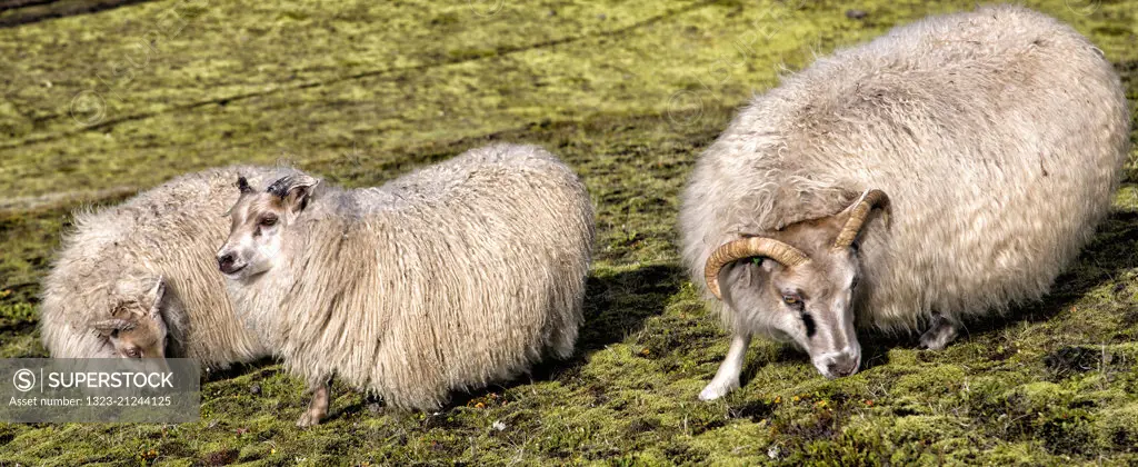 Icelandic Sheep abovein the Highlands of Iceland
