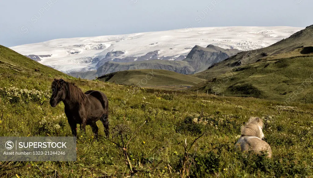 Horses grazing with Myrdalsjokull Glacier in the background, near Vik, Iceland