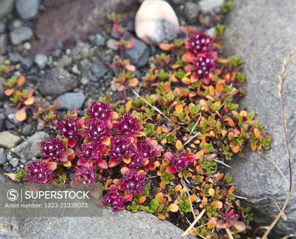 Plants and flowers near Skaftafellsjokull in Iceland.