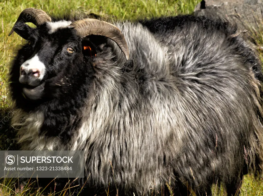 Icelandic Sheep in Iceland