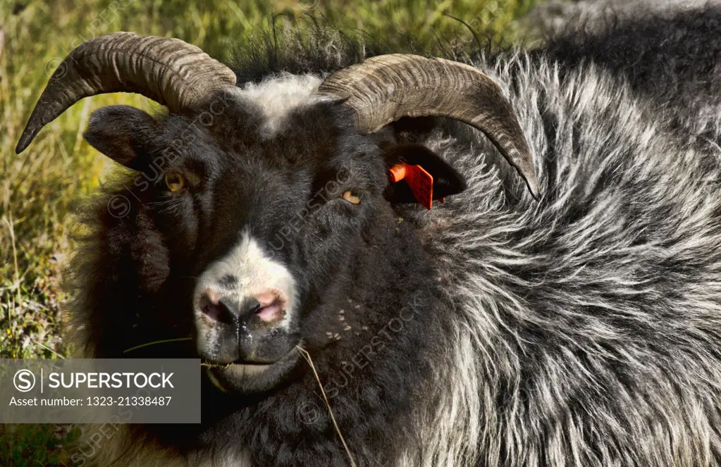 Icelandic Sheep in Iceland