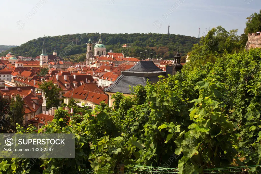 Czech Republic, Praque, Vineyards overlooking Mala Strana (lesser town)