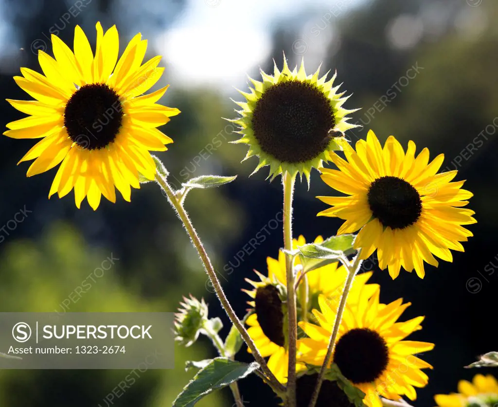 USA, California, Chico, Backlit sunflower