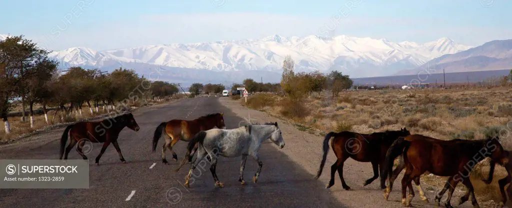 Kyrgyzstan, Horses crossing road near Lake Issyk Kul,