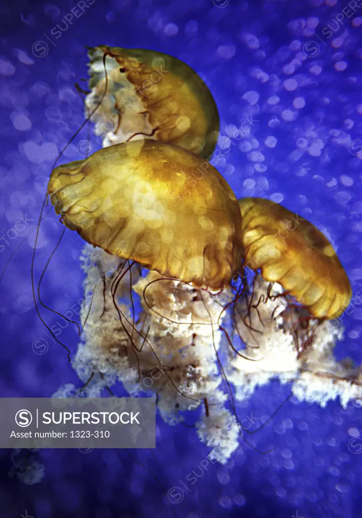 Jellyfish    