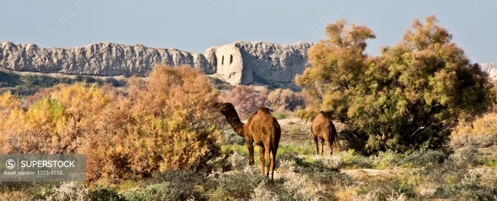 Turkmenistan, Merv, Ancient wall and camels